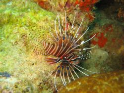 King Of The Sea. Photo of a lion fish taken in Anilao, Ph... by Gerard John Paras 